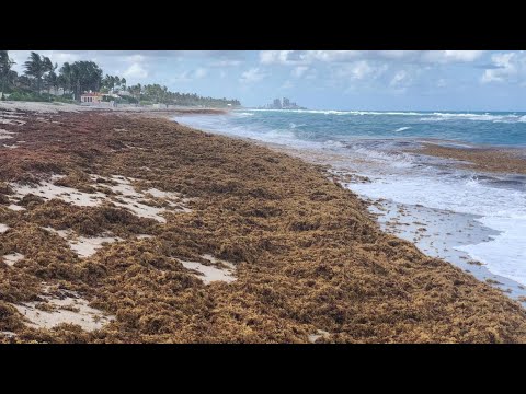 O Mar dos Sargaços evoluiu de um berçário natural para uma tóxica “zona morta”