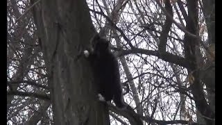 Котёнок провёл три дня на дереве Котёнок провёл три дня на дереве