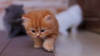 Lots of cute fluffy kittens 😍 || Cute cat and kitten video