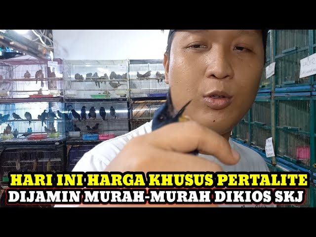 HARGA SEPERTI PERTALITE DIJAMIN MURAH!!! UPDATE HARGA BURUNG HARI INI DI PASAR BURUNG PRAMUKA SKJ class=