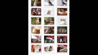 Cat Wallpapers app demo screenshot 4