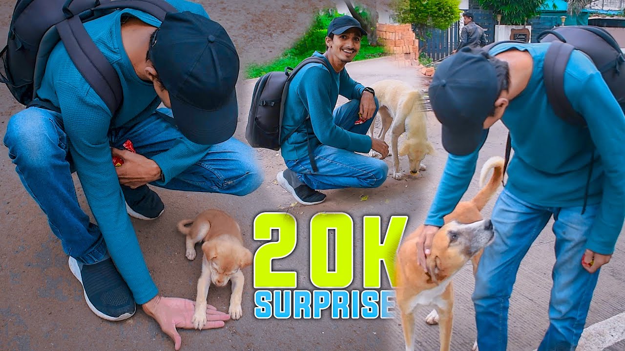 20k-surprise-feeding-street-dogs-just-jp-live-youtube
