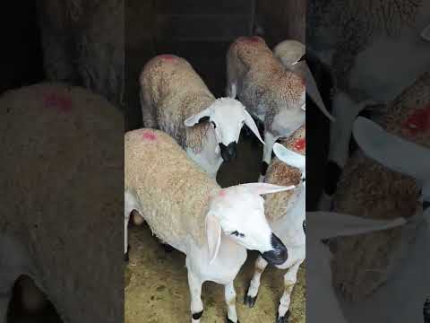 حصري 5 خروفات للبيع في قلعة السراغنة بتاريخ 22 08 2025 تبارك الله صردي رقم واحد في المغرب