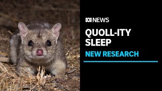 Northern quoll research uncovers puzzling midnight nap behaviour | ABC News