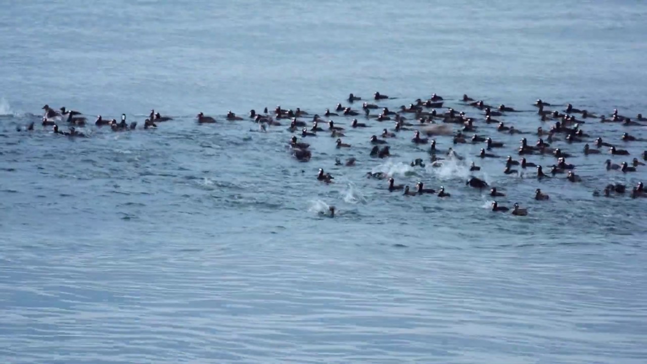 Brant Geese Diving Until They're All Gone