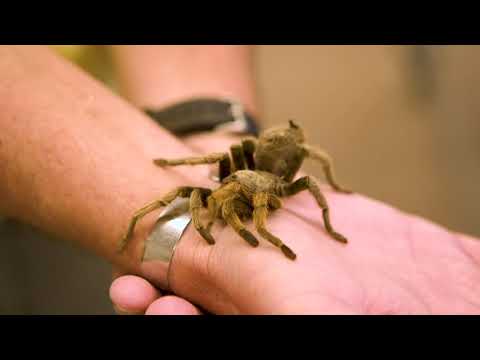 Spiders in Florida - Pest Library - Nozzle Nolen