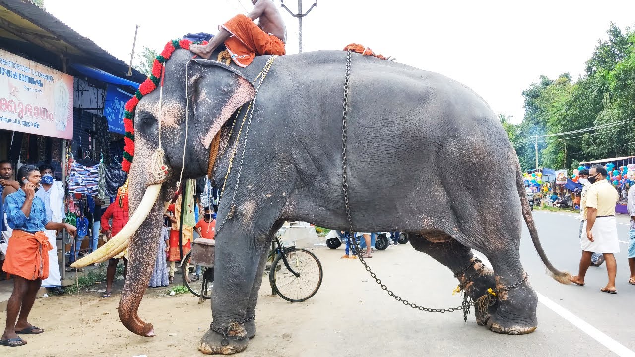 മരുതൂർകുളങ്ങര മഹാദേവൻ 😎 |  Maruthoorkulangara Mahadevan | Maruthurkulangara Mahadevan Latest