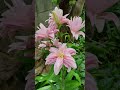 オリエンタルユリディアンサ