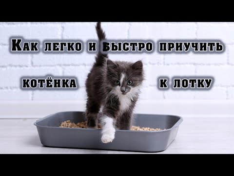 Как легко и быстро приучить котёнка к лотку