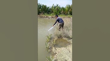 Trời ơi...con cá bự chà bá lửa#cá #fishing #chài #fish