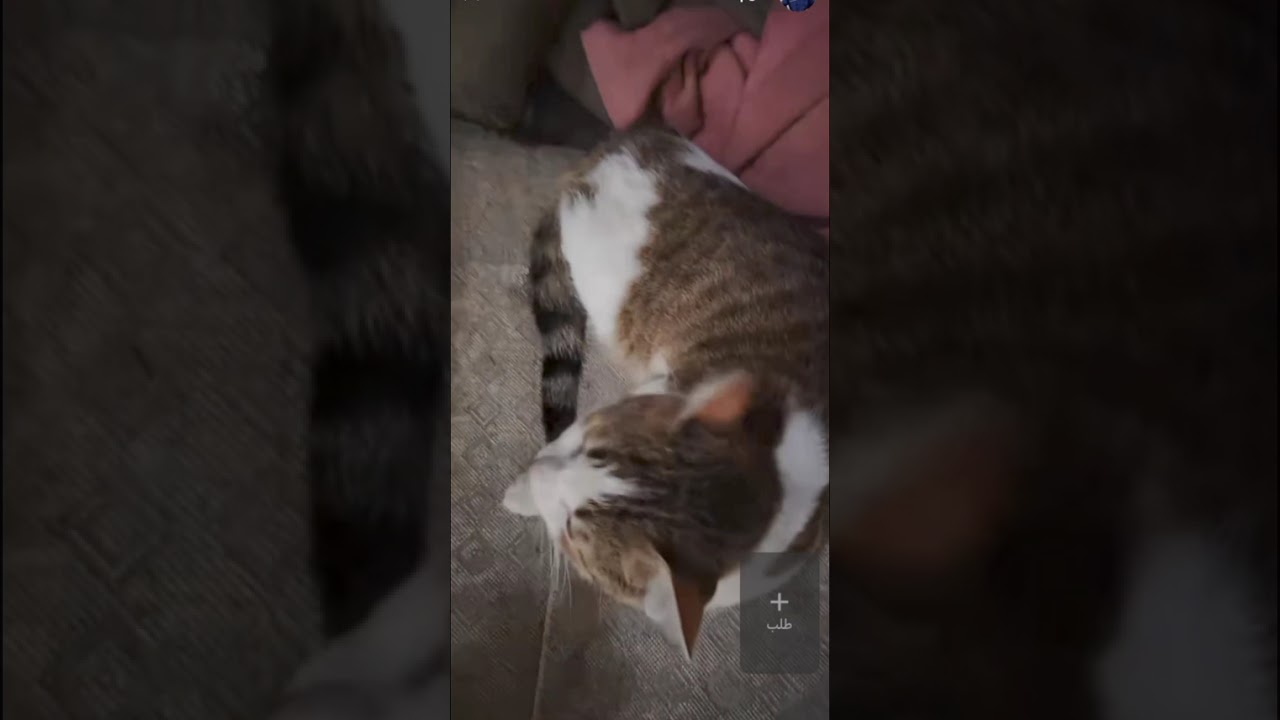 اثير وتنظيف البيت 