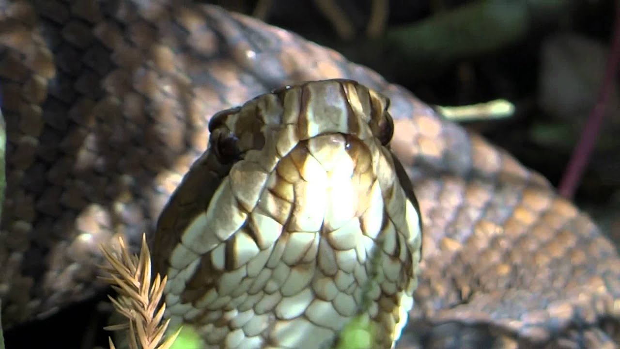 video phone beyonce mp3 Cottonmouth Water Moccasin Snake in Florida (Part 1 of 2)