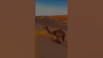 **"تلاوة خاشعة لسورة الغاشية بصوت الشيخ خالد الجليل-أَفَلا يَنظُرونَ إِلَى الإِبِلِ كَيفَ خُلِقَت"**
