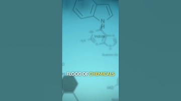 The Link Between Memory and Emotional Regulation 🧠