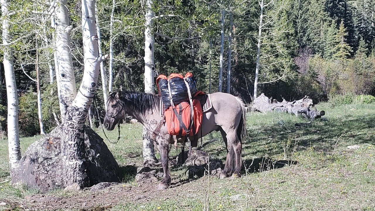 UTAH BEAR HUNT (SETTING BATE) YouTube