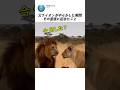 父ライオンがやらかした瞬間その直後に起きたこと