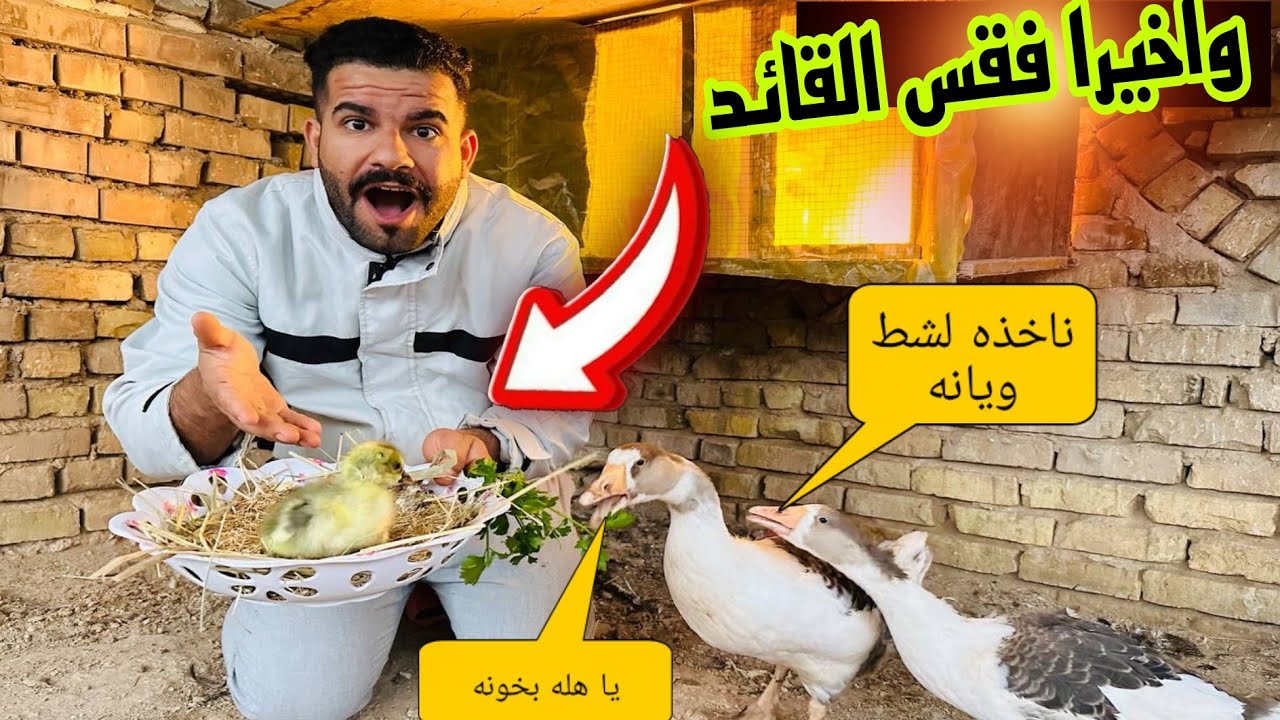 فقسو خوان مورتن و توفي 😊الحجية كركت دجاجة