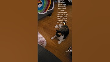 Thumbnail of Coco et la lumière rouge. #cats #chats #calicocat