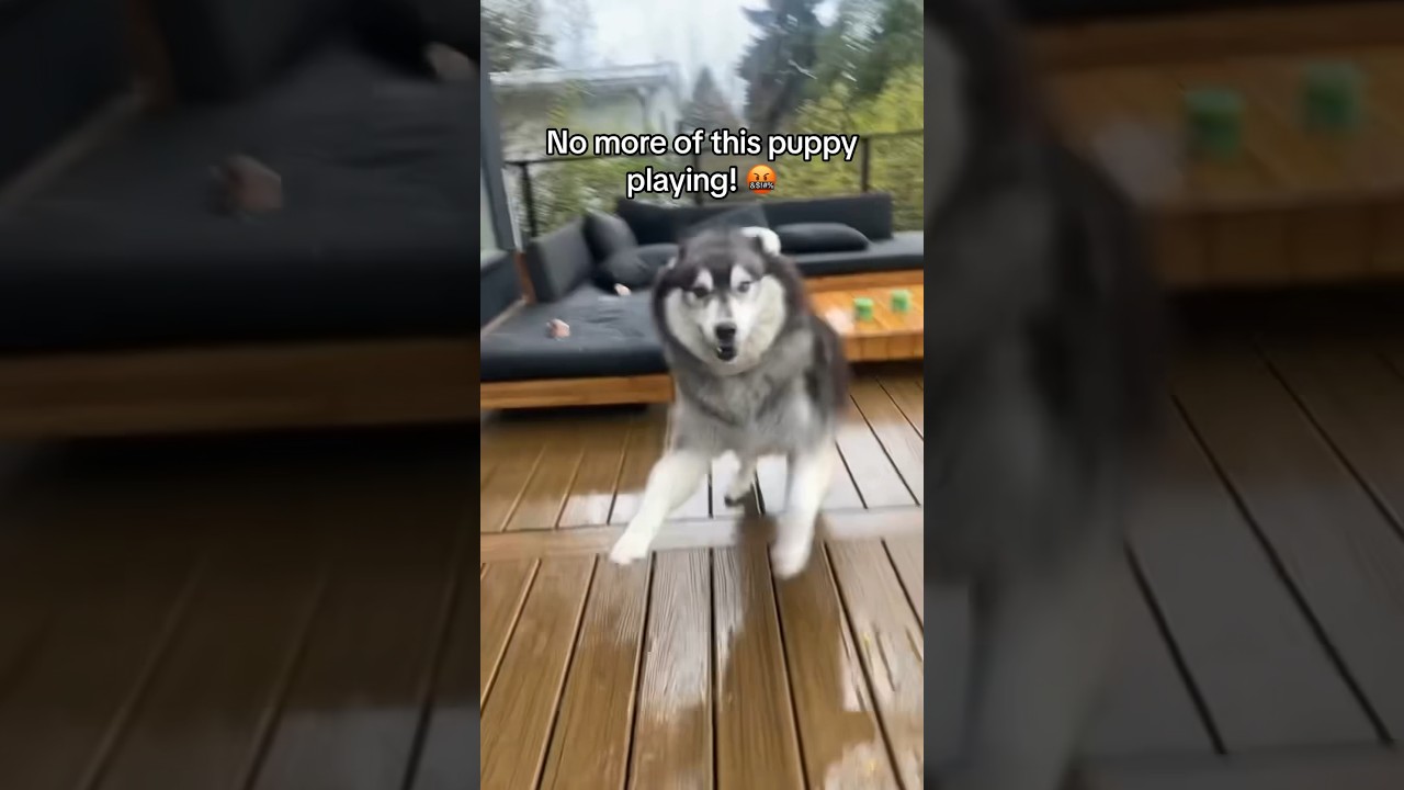 Just Your Typical Husky Playtime. 🐺😝🥰 