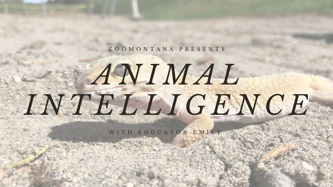 Animal Intelligence