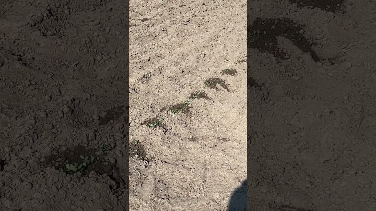 A Game Changer In The Garden!