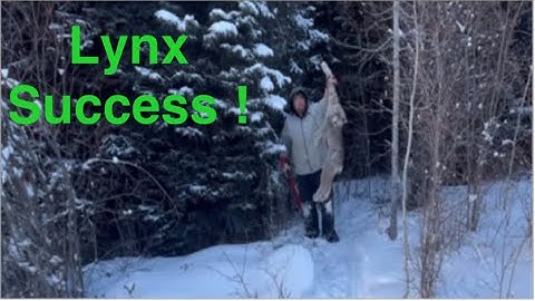 Canadian Trapline Diaries Part 16  Lynx catch  !!