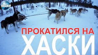 Прокатился в первый раз на хаски | МОЯ РЕАКЦИЯ