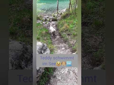 Teddy schwimmt...🐶🐾