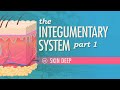 The integumentary system part 1  skin deep crash course anatomy  physiology 6