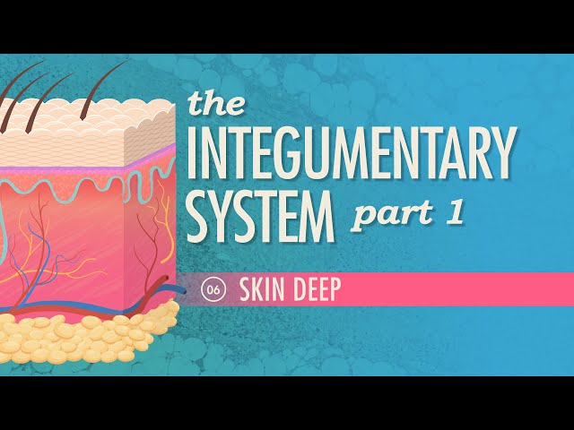 The Integumentary System - Skin Structure Lesson