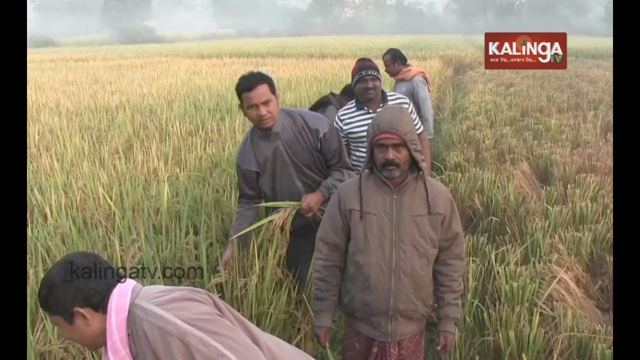 Chakada Pest Menace Haunts Farmers In Rice Bowl Of Odisha "Bargarh