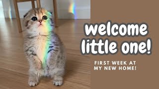 Our first week with Eleanor, a scottish fold munchkin!