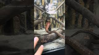 Red King cobra ini lagak banget!Untung ada kaca #ularcobra