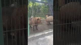 Медведи в зоопарке Город Усть-Каменогорск Казахстан