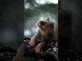 Wild Spirits: From the Sky to the Savanna 🦅🦁#animals #photography #shorts #shortvideo #short #lion