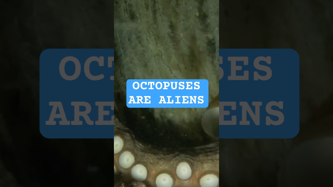 Octopuses Facts - They Are Basically Aliens! 👽🐙