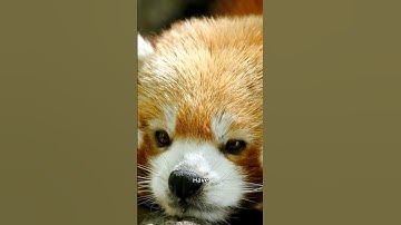 Too Cute to Be Real? Meet the Red Panda 😍🐾