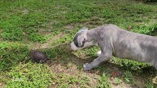 Drax the Pitbull dog finds a box turtle