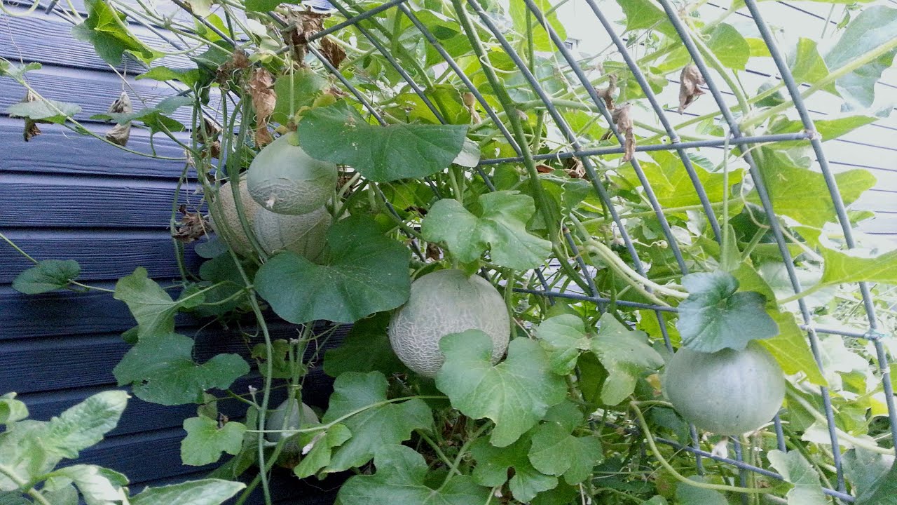 Do Cantaloupe Plants Need A Trellis?