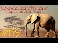 Loxodonta africana (Африканский слон)