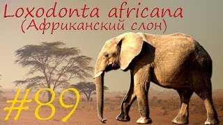 Loxodonta africana (Африканский слон)