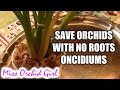 Comment sauver une orchide oncidium sans ou avec trs peu de racines