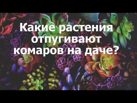 Какие растения отпугивают комаров на даче?