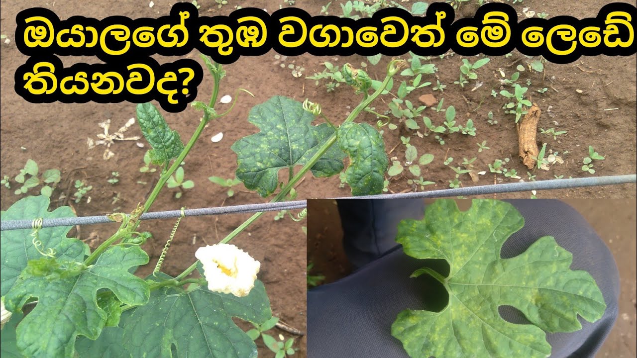 sl farmers,spine gourd cultivation in srilanka,දිලීර රෝග පාලනය,තුඹ වගාව,