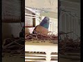 Btao kya kiya jaye #feed #shorts #relatable #kabootar #pet #petlovers