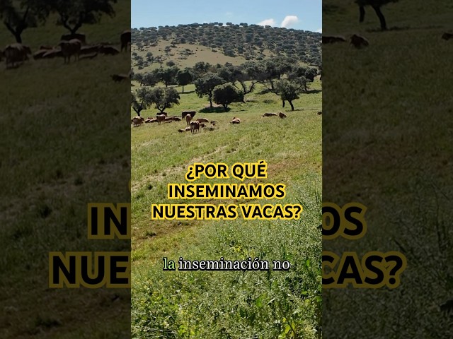 🐂 ¿Por qué inseminamos nuestras vacas?