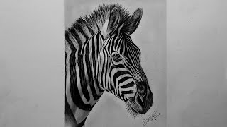 How To Draw A Realistic Zebra Realistic Zebra Sketch Tutorial For Beginners Step By Step