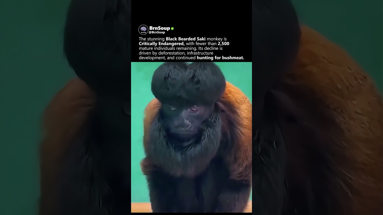 Such a stunning animal…