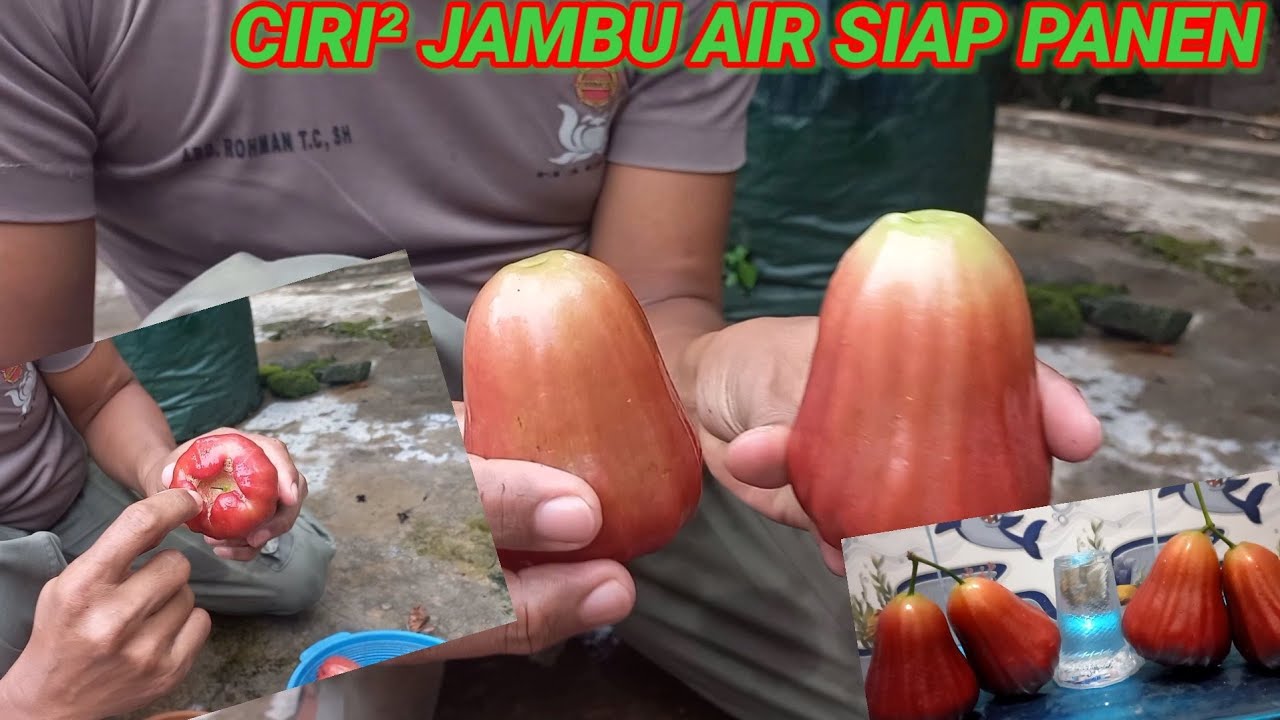 CIRI-CIRI JAMBU AIR YANG SIAP PANEN!!!
