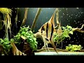 13 Jenis Ikan Hias Air Tawar Aquarium Dari Sungai Amazon
